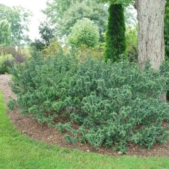 Pucker Up® Red-Twig Dogwood -Great Garden Plants Sales Store Cornus Pucker Up 4