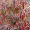 Red Rover® Silky Dogwood