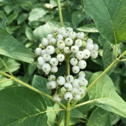 Arctic Fire® Yellow Red-Twig Dogwood -Great Garden Plants Sales Store CornusArcticFireYellowIMG 036 1080x1080 e6a8233