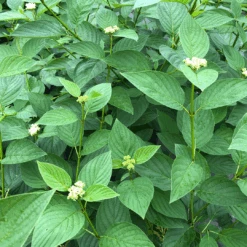 Arctic Fire® Yellow Red-Twig Dogwood -Great Garden Plants Sales Store CornusArcticFireYellowIMG 1449 1 1080x1080 a0e0f4e