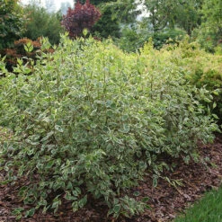 Sgt. Pepper™ Dogwood -Great Garden Plants Sales Store Cornus Sgt Pepper P1225334