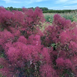 The Velvet Fog® Smokebush -Great Garden Plants Sales Store Cotinus The Velvet Fog 3
