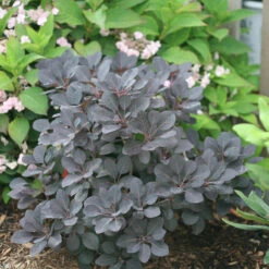Winecraft Black® Smokebush -Great Garden Plants Sales Store Cotinus Winecraft Black 3 P