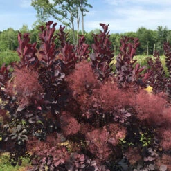 Winecraft Black® Smokebush -Great Garden Plants Sales Store Cotinus Winecraft Black 5 P