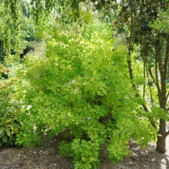 Winecraft Gold® Smokebush -Great Garden Plants Sales Store Cotinus Winecraft Gold 3
