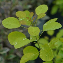 Winecraft Gold® Smokebush -Great Garden Plants Sales Store Cotinus Winecraft Gold 5