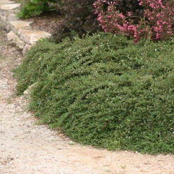 Little Dipper® Cotoneaster 6 Little Dipper® Cotoneaster -Great Garden Plants Sales Store Cotoneaster Little Dipper 3