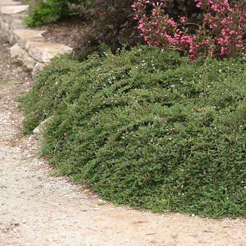 Little Dipper® Cotoneaster 3 Little Dipper® Cotoneaster - Image 3