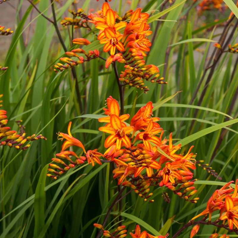 'Firestarter' Montbretia 1 'Firestarter' Montbretia