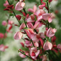 Sister Rosie® Scotch Broom -Great Garden Plants Sales Store Cytisus Siste Rosie 3 P