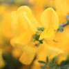 Sister Golden Hair® Scotch Broom