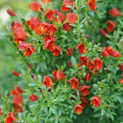 Sister Redhead® Scotch Broom -Great Garden Plants Sales Store Cytisus Sister Redhead 3 P