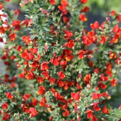 Sister Redhead® Scotch Broom -Great Garden Plants Sales Store Cytisus Sister Redhead 4 P