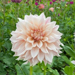 'Café Au Lait' Dahlia -Great Garden Plants Sales Store DahliaCafeauLait 200825gbo061