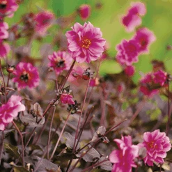 'Fascination' Dahlia