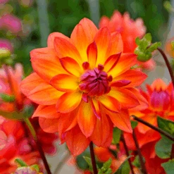 'Firepot' Dahlia -Great Garden Plants Sales Store DahliaFirepot 150908gbo052