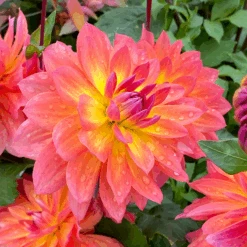'Firepot' Dahlia -Great Garden Plants Sales Store DahliaFirepot 200930gbo020