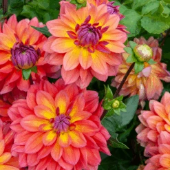'Firepot' Dahlia -Great Garden Plants Sales Store DahliaFirepot 242307