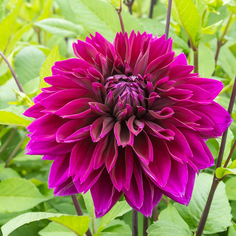'Thomas A. Edison' Dahlia 2 'Thomas A. Edison' Dahlia - Image 2