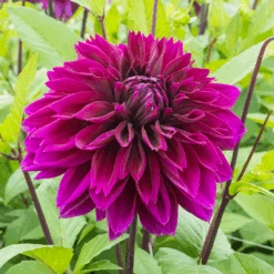 'Thomas A. Edison' Dahlia 5 'Thomas A. Edison' Dahlia -Great Garden Plants Sales Store DahliaThomasAEdison 170821gbo055