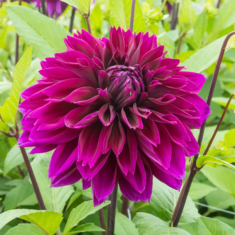 'Thomas A. Edison' Dahlia 3 'Thomas A. Edison' Dahlia - Image 3
