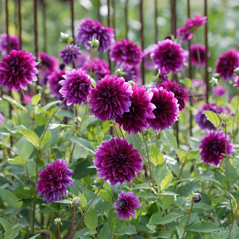 'Thomas A. Edison' Dahlia 1 'Thomas A. Edison' Dahlia