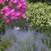 Deer & Rabbit Resistant Perennials Collection