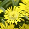 Wheels Of Wonder® Golden Wonder Ice Plant