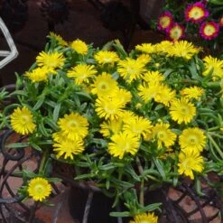 Wheels Of Wonder® Golden Wonder Ice Plant -Great Garden Plants Sales Store DelospermaWheelsofWonder GoldenWonder Contai