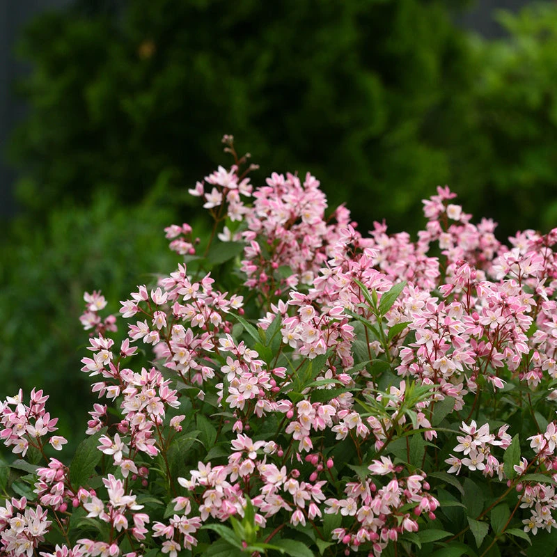 Yuki Cherry Blossom® Deutzia 2 Yuki Cherry Blossom® Deutzia - Image 2