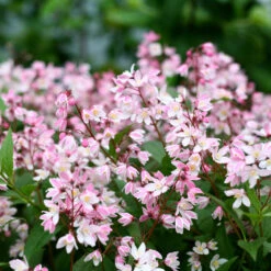 Yuki Cherry Blossom® Deutzia 10 Yuki Cherry Blossom® Deutzia -Great Garden Plants Sales Store Deutzia Yuki Cherry Blossom 4 P