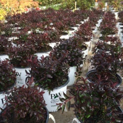 Yuki Cherry Blossom® Deutzia 12 Yuki Cherry Blossom® Deutzia -Great Garden Plants Sales Store Deutzia Yuki Cherry Blossom 6 P