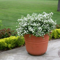 Yuki Snowflake® Deutzia -Great Garden Plants Sales Store Deutzia Yuki Snowflake 3 P