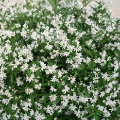 Yuki Snowflake® Deutzia -Great Garden Plants Sales Store Deutzia Yuki Snowflake 4 P