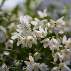 Yuki Snowflake® Deutzia -Great Garden Plants Sales Store Deutzia Yuki Snowflake 5 P
