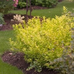 Chardonnay Pearls® Deutzia -Great Garden Plants Sales Store Deutzia Chardonnay Pearls 3 P sw