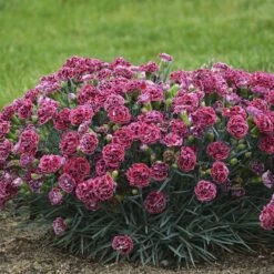 Fruit Punch® 'Cherry Vanilla' Dianthus -Great Garden Plants Sales Store Dianthus Cherry Vanilla 2 P sw
