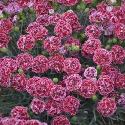 Fruit Punch® 'Cherry Vanilla' Dianthus -Great Garden Plants Sales Store Dianthus Cherry Vanilla 3 P sw