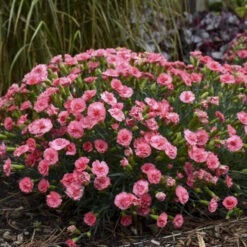 Fruit PunchĀ® 'Classic Coral' Dianthus