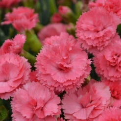 Fruit Punch® 'Classic Coral' Dianthus 7 Fruit Punch® 'Classic Coral' Dianthus -Great Garden Plants Sales Store Dianthus ClassicCoral PP30048CPBRAF0003lowres