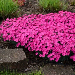 'Paint The Town Magenta' Dianthus 10 'Paint The Town Magenta' Dianthus -Great Garden Plants Sales Store Dianthus Paint the Town Magenta 3 P