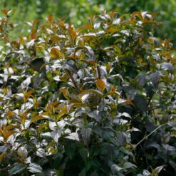 Kodiak® Black Diervilla -Great Garden Plants Sales Store Diervilla Kodiak Black 4