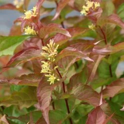 Kodiak® Orange Diervilla -Great Garden Plants Sales Store Diervilla Kodiak Orange 4