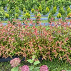 Kodiak® Red 2.0 Diervilla -Great Garden Plants Sales Store Diervilla Kodiak Red 2 IMG 7178