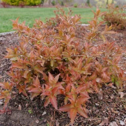 Kodiak® Red 2.0 Diervilla -Great Garden Plants Sales Store Diervilla Kodiak Red 2 P1202456