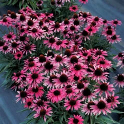 Dark Shadows™ 'Wicked' Coneflower -Great Garden Plants Sales Store Echinacea Dark Shadows Wicked 4