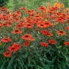 Kismet® Intense Orange Coneflower