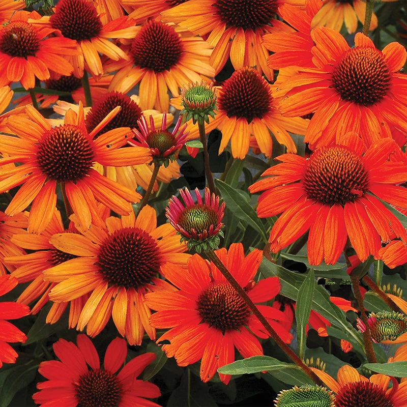 Kismet® Intense Orange Coneflower 2 Kismet® Intense Orange Coneflower - Image 2