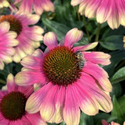 Kismet® 'Pink Lemonade' Coneflower -Great Garden Plants Sales Store Echinacea Kismet Pink Lemonade 3