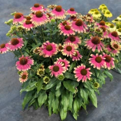 Kismet® 'Pink Lemonade' Coneflower -Great Garden Plants Sales Store Echinacea Kismet Pink Lemonade 4